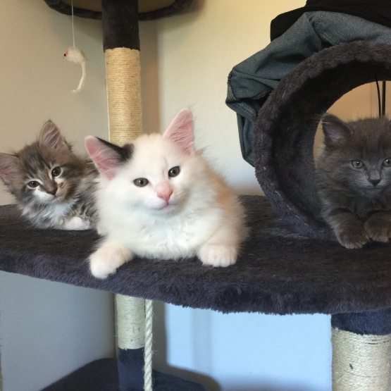 Image pour l'annonce Vends chatons type Mainecoon