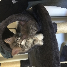 Image pour l'annonce Vends chatons type Mainecoon