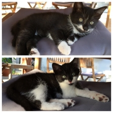 Image pour l'annonce Donne chatons contre bons soins