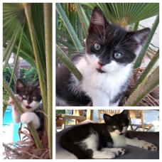 Image pour l'annonce Donne chatons contre bons soins