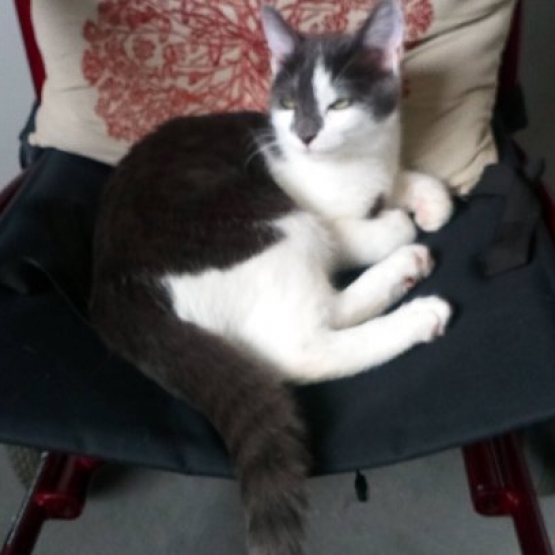 Image pour l'annonce Chaton à donner