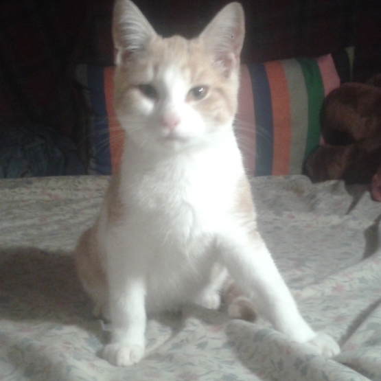 Image pour l'annonce Adorable "Chat-on"