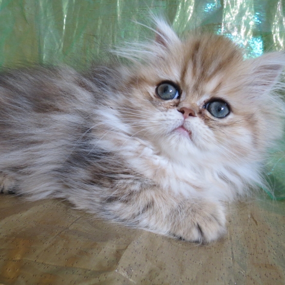Image pour l'annonce Dispo de suite chaton persan Loof