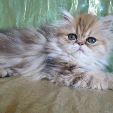 Image pour l'annonce Dispo de suite chaton persan Loof