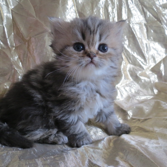 Image pour l'annonce Superbes Chatons persan femelles Loof