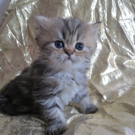 Image pour l'annonce Adorables Chatons persan femelles Loof
