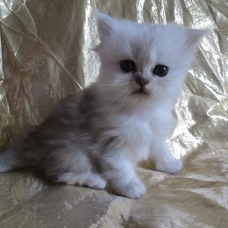 Image pour l'annonce Adorables Chatons persan femelles Loof