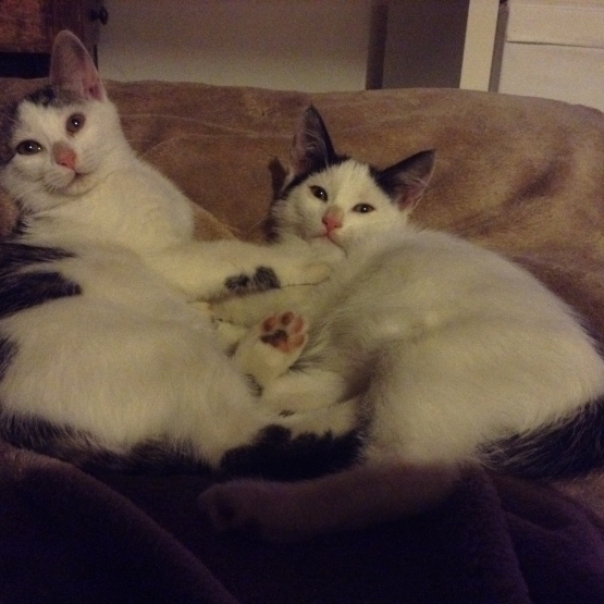 Image pour l'annonce Donne 2 chatons  femelles