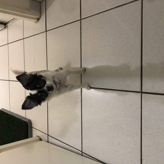 Image pour l'annonce Vends un chiot Chihuahua