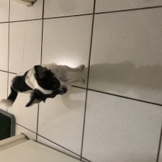 Image pour l'annonce Vends un chiot Chihuahua