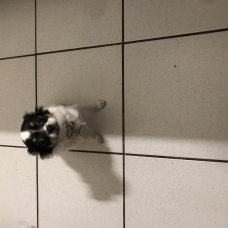 Image pour l'annonce Vends un chiot Chihuahua