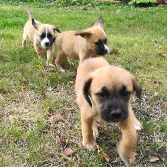 Image pour l'annonce Donne chiots croisés boxer