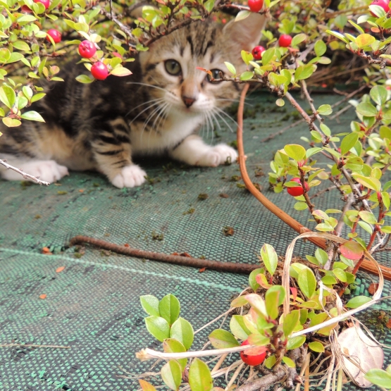 Image pour l'annonce Donne mignon chaton tigré noisette