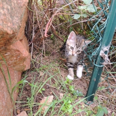 Image pour l'annonce Donne mignon chaton tigré noisette