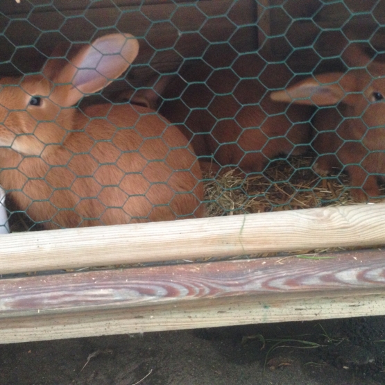 Image pour l'annonce Lapin