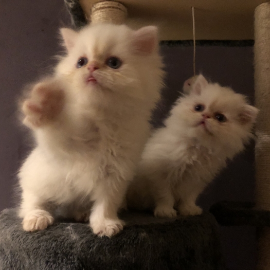 Image pour l'annonce Chatons type persan 2 mois blancs aux yeux bleus