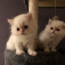 Image pour l'annonce Chatons type persan 2 mois blancs aux yeux bleus