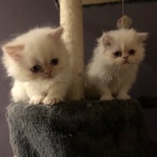Image pour l'annonce Chatons type persan 2 mois blancs aux yeux bleus