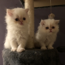 Image pour l'annonce Chatons type persan 2 mois blancs aux yeux bleus
