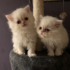 Image pour l'annonce Chatons type persan 2 mois blancs aux yeux bleus