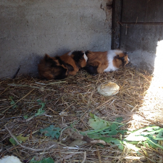 Image pour l'annonce Vends cochons d'Inde