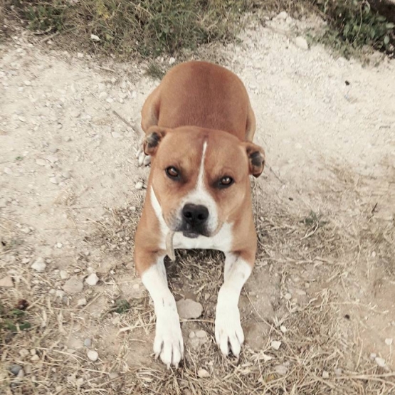 Image pour l'annonce vends staffy mâle