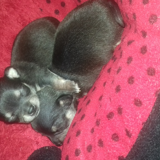 Image pour l'annonce Chiot chihuahua