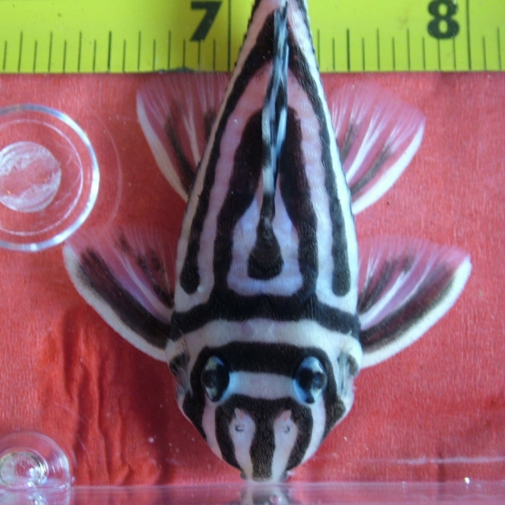 Image pour l'annonce 100% de qualité supérieure L046 Hypancistrus Zebra Pleco Poisson