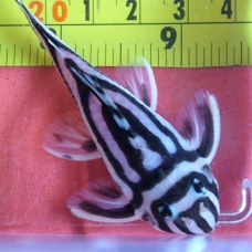 Image pour l'annonce 100% de qualité supérieure L046 Hypancistrus Zebra Pleco Poisson