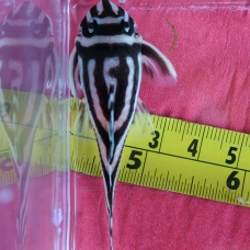 Image pour l'annonce 100% de qualité supérieure L046 Hypancistrus Zebra Pleco Poisson