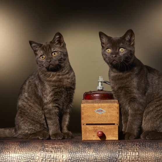 Image pour l'annonce scottish straight chocolat