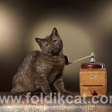 Image pour l'annonce scottish straight chocolat