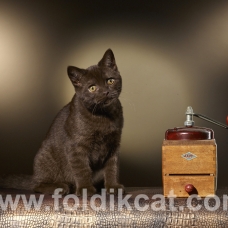 Image pour l'annonce scottish straight chocolat