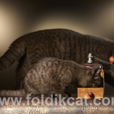 Image pour l'annonce scottish straight chocolat