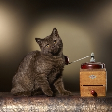 Image pour l'annonce scottish straight chocolat