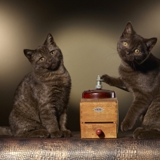 Image pour l'annonce scottish straight chocolat