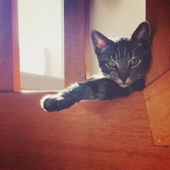 Image pour l'annonce Don chaton mâle