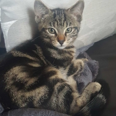Image pour l'annonce Don chaton mâle