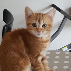 Image pour l'annonce Don chaton femelle