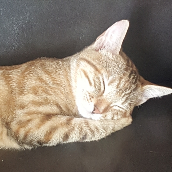 Image pour l'annonce Donne chaton femelle