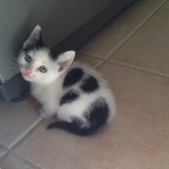 Image pour l'annonce Donne 5 chatons