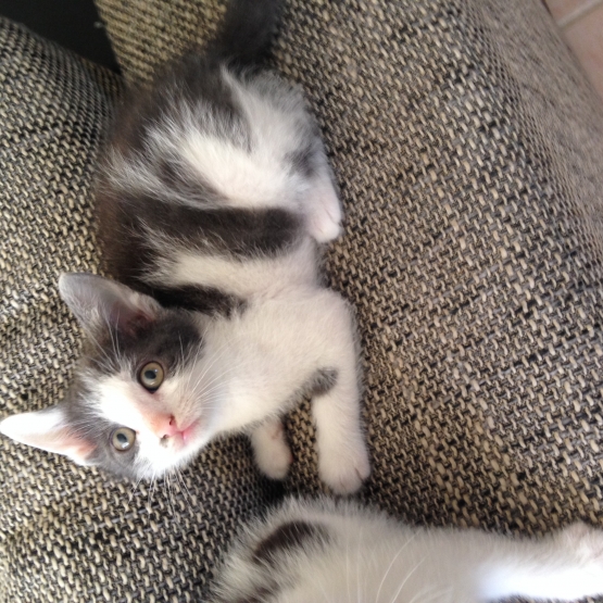 Image pour l'annonce Donne 5 chatons