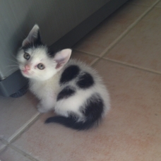 Image pour l'annonce Donne 5 chatons