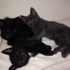 Image pour l'annonce Donne 5 chatons