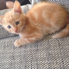 Image pour l'annonce Donne 5 chatons