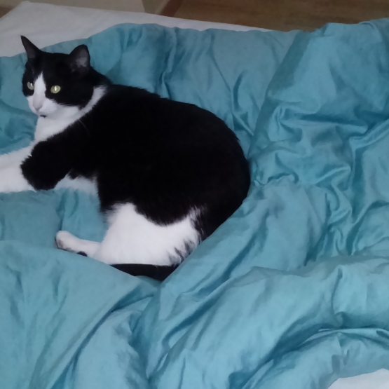 Image pour l'annonce Donne chat adulte mâle noir et blanc