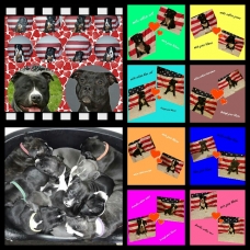 Image pour l'annonce A réserver Chiots american staffordshire terrier