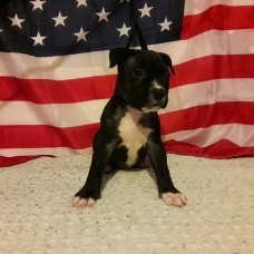 Image pour l'annonce A réserver Chiots american staffordshire terrier