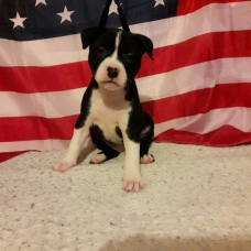 Image pour l'annonce A réserver Chiots american staffordshire terrier