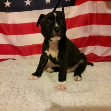 Image pour l'annonce A réserver Chiots american staffordshire terrier